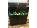 fish-aquarium-small-0