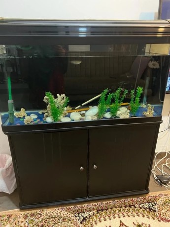 fish-aquarium-big-0