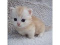 cute-and-adorable-cats-for-rehoming-small-0