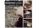 ktt-byky-fys-llbyaa-piku-face-cats-for-sale-small-0