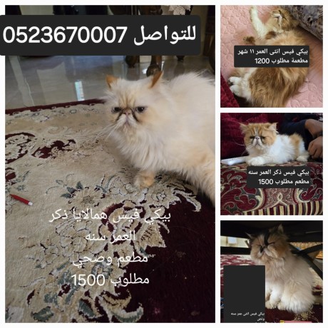 ktt-byky-fys-llbyaa-piku-face-cats-for-sale-big-0