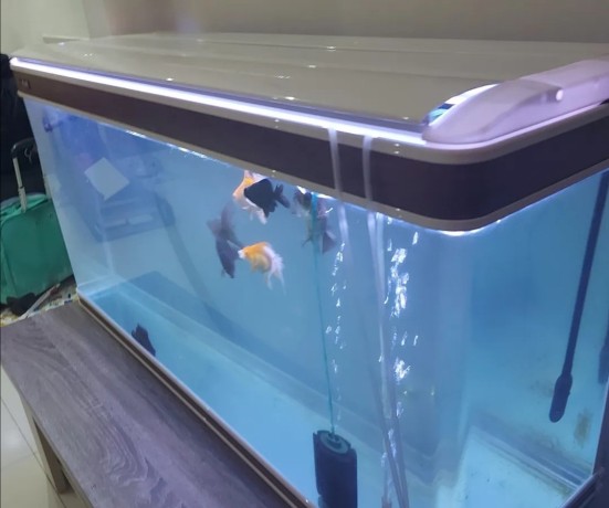 fish-tank-aquarium-big-0